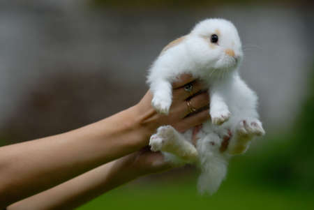 white rabbit in handsの写真素材