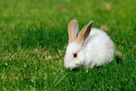 white rabbit on the grassの写真素材
