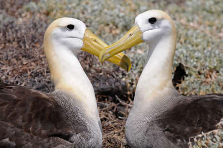 Two albatrosses but their heads in the form of a heartの写真素材