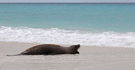 Big sea-lion is lying on the shoreの写真素材