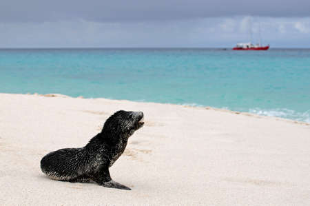 Baby sea-lion alone on the shoreの写真素材