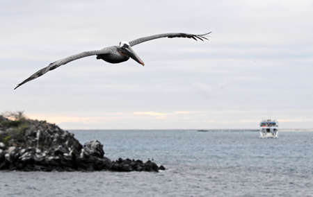 Flying pelicanの写真素材