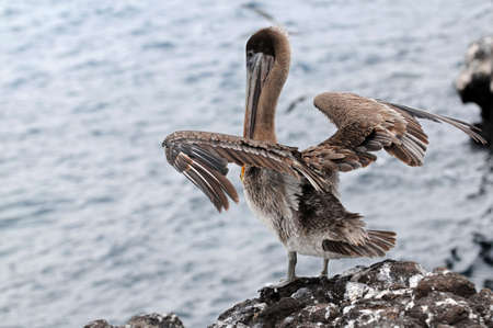Pelican with wings spreadの写真素材