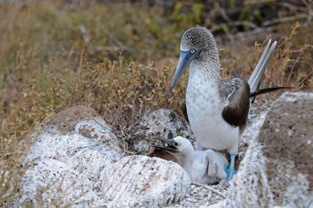 Blue-footed booby on the nest with babyの写真素材