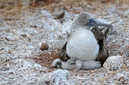 Blue-footed booby on the nest with babyの写真素材