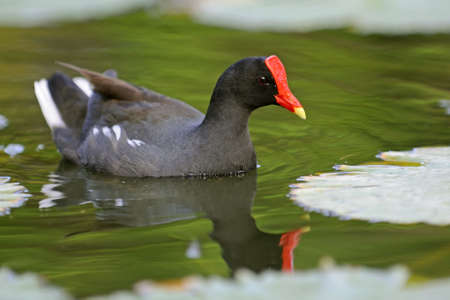 Grey duck is swimmingの写真素材