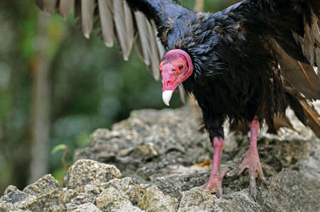 Egyptian vulture with wings spreadの写真素材