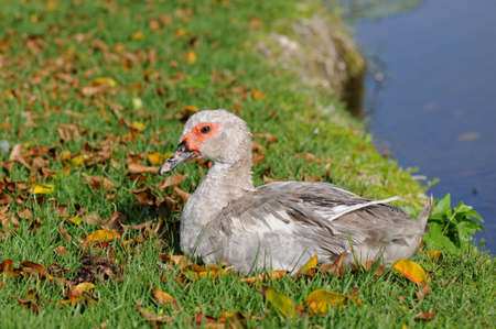 Grey duck is sitting on the grassの写真素材