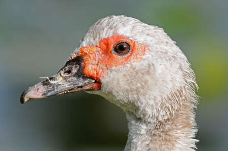 Duck portraitの写真素材