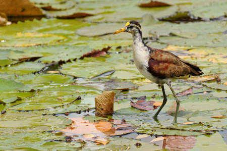 Dominican bird on the waterの写真素材