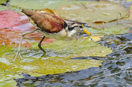 Dominican little bird on the waterの写真素材