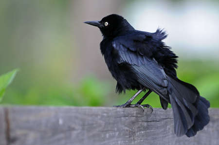 Black finchの写真素材