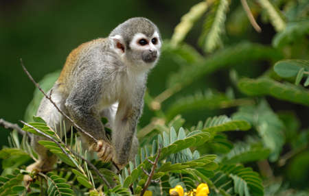 Jungle monkey is sitting on the tree branch