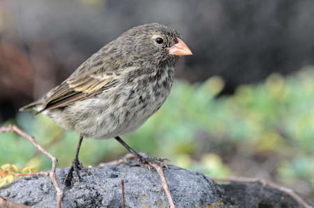 Little galapagos bird on a rockの写真素材
