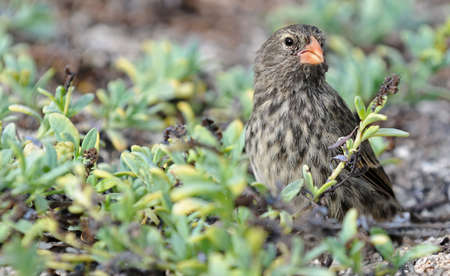 Little galapagos bird looking out of the grassの写真素材