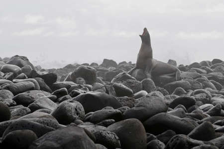 Lonely sea-lion on the dawnの写真素材