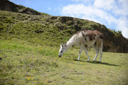 llama on the boundless Ecuadorian field.