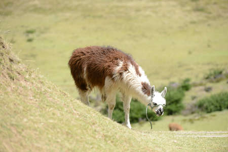 Brown llama on the boundless Ecuadorian field.