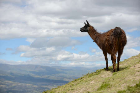 Brown llama on the boundless Ecuadorian field.の写真素材