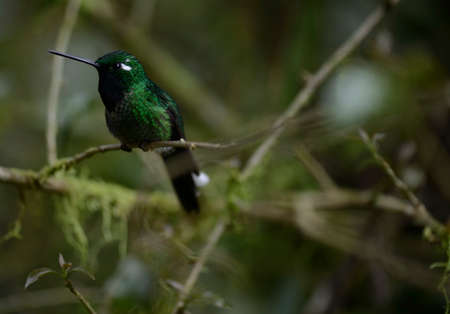 Green and blue hummingbird is sitting on the branch of the tree in the rain forest of Ecuadorの写真素材