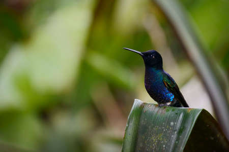 Green and blue hummingbird is sitting on the branch of the tree in the rain forest of Ecuador