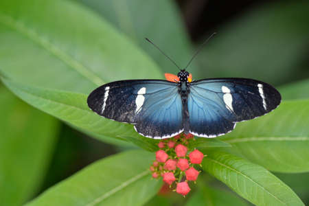 The tropical colorful butterfly on the flower closup picture.
