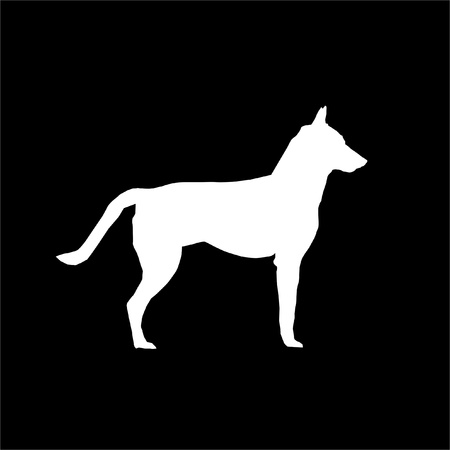 White Dog, Black Backgroundの写真素材