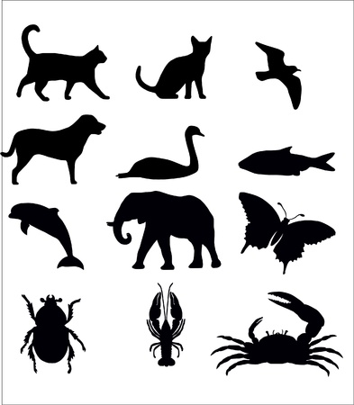 Selection of Animalsのイラスト素材
