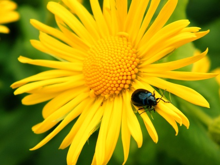 yellow flower like a sun with a beetleの写真素材