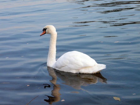 white swan on a lakeの写真素材