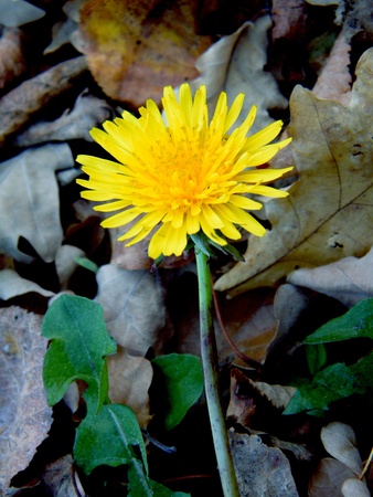 Last fall dandelionの写真素材