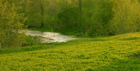 summer day in the woods by the riverの写真素材
