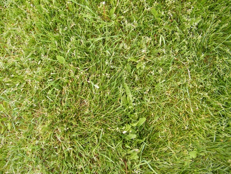 Green grass textureの写真素材