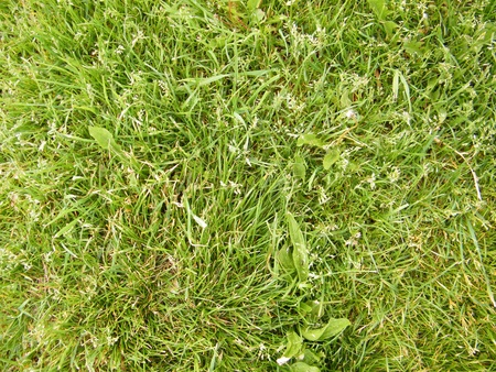 Green grass texture zoom inの写真素材