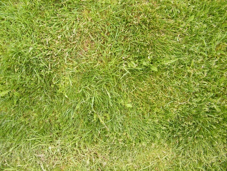 Green crumpled grass textureの写真素材