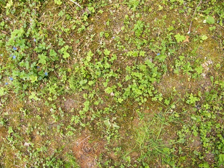 Summer glade texture, another sideの写真素材