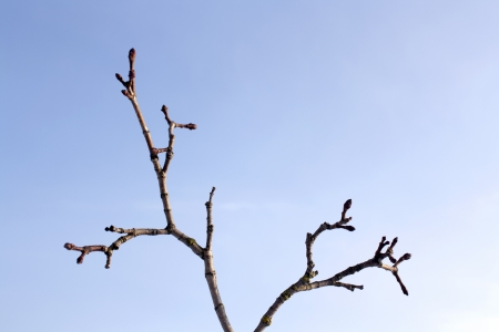 Twig with buds on a background of the skyの写真素材