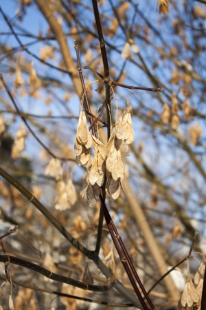 Dry mapleの写真素材