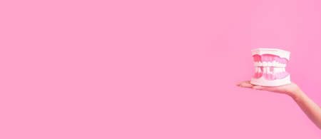 Dentistry concept. dental care tools. Dentists use plastic toy white model of human teeth without one tooth, mouth closed in a woman hand isolated on Pink,. Extra wide banner with copyspace.の写真素材