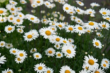 Summer concept. Crop view of the blooming daisies field in spring. selective soft focus. much Chamomile, top view. outdoor rural horizontal backgroundの写真素材