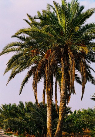 palm treesの写真素材