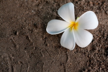 Frangipani on sandの写真素材
