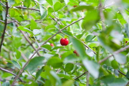 Rad Prunus arium on the treeの写真素材