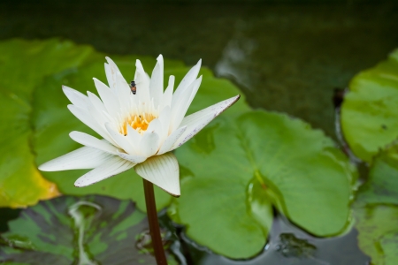 The bees take the nectar of the lotus の写真素材