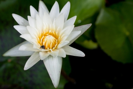 White lotus blossomの写真素材