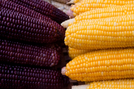 Two-color cornの写真素材