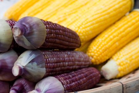 Corn in two baskets 