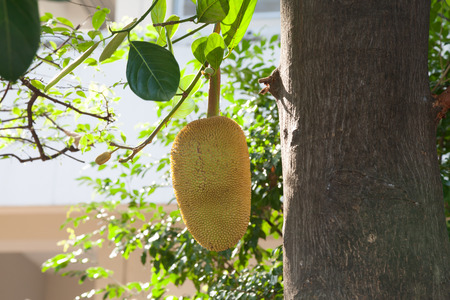 jackfruit on the treeの写真素材