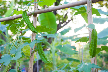 Winged beanの写真素材