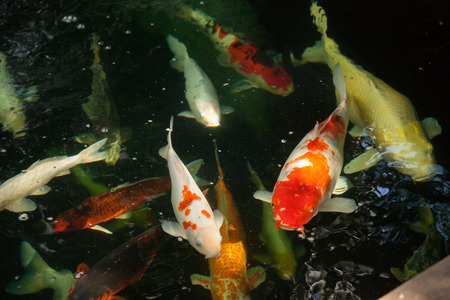 Fancy Carpの写真素材